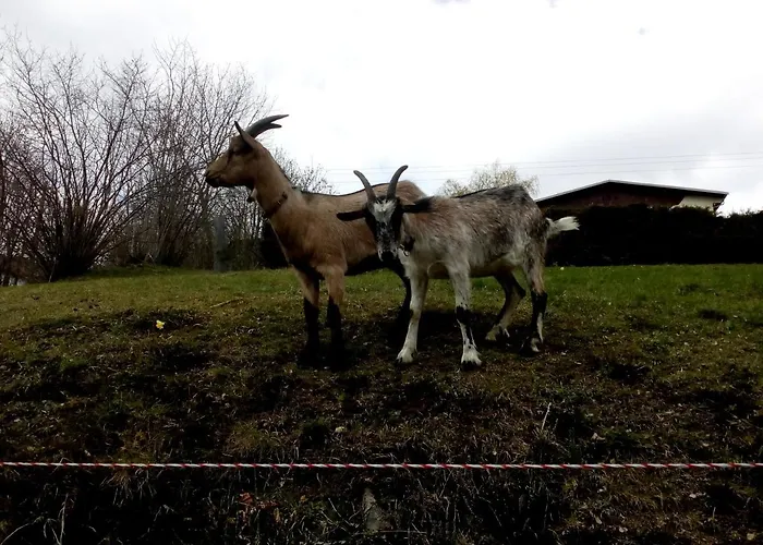 Casa de hóspedes Bellavie - 4*